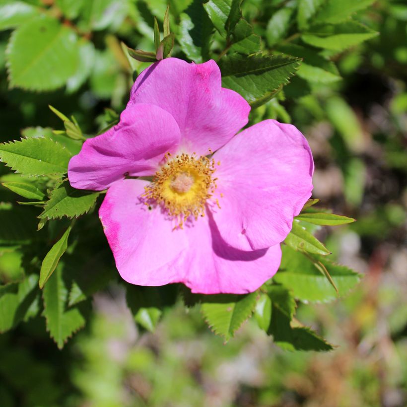 Rosa virginiana  (Flowering)