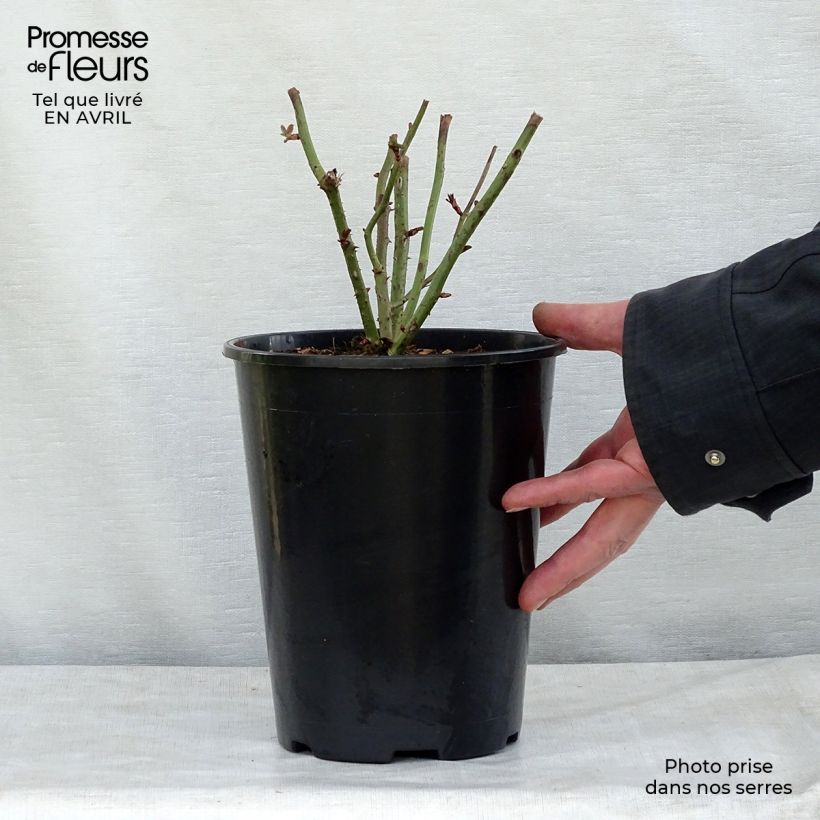 Rosa x floribunda 'Kaffe Fassett' - Shrub Rose 2L/3L pot sample as delivered in spring