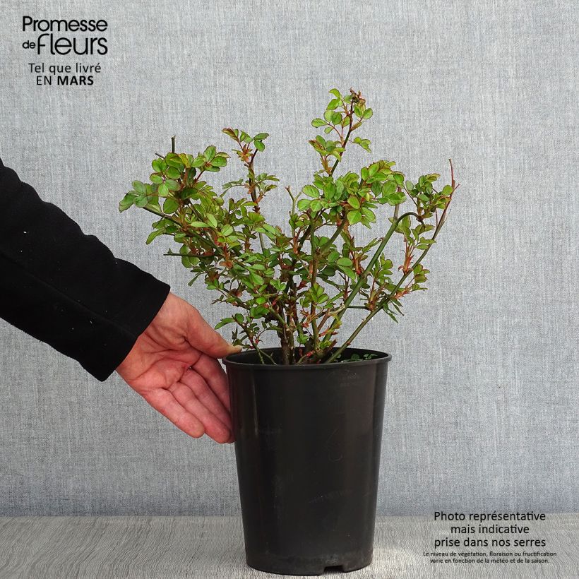 Rosa x floribunda 'Amica' Rigo Rosen - Groundcover Rose  3L/4L pot sample as delivered in winter