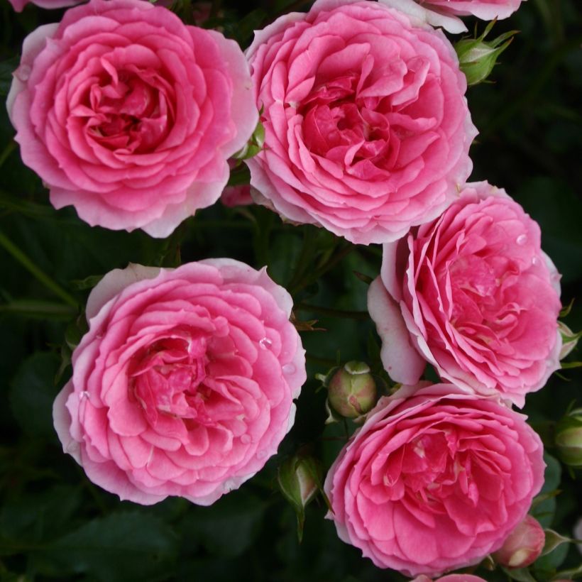 Rosa x floribunda 'Amica' Rigo Rosen - Groundcover Rose (Flowering)