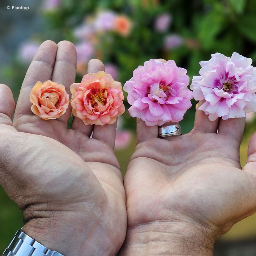 Rosa polyantha Amirose - Groundcover Rose (Flowering)