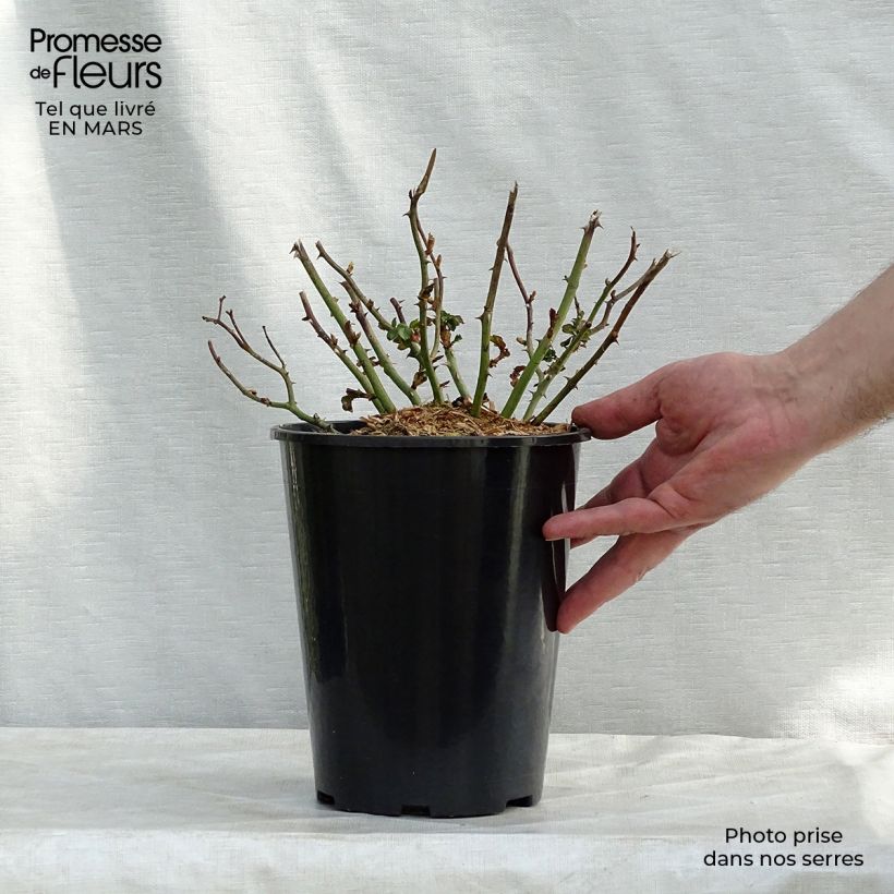 Rosa 'Country Dream' - Groundcover Rose 3L/4L pot sample as delivered in spring