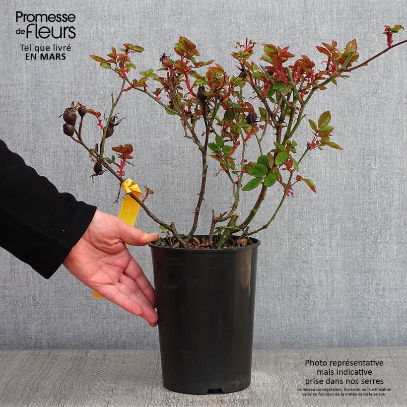 Rosa Knock Out - Ground Cover Rose 4L/5L pot sample as delivered in winter