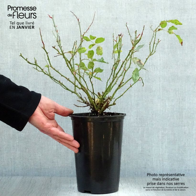 Rosa Larissa 3L/4L pot sample as delivered in winter