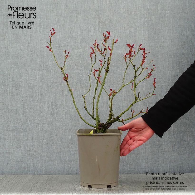 Rosa Mainaufeuer 4L/5L pot sample as delivered in winter