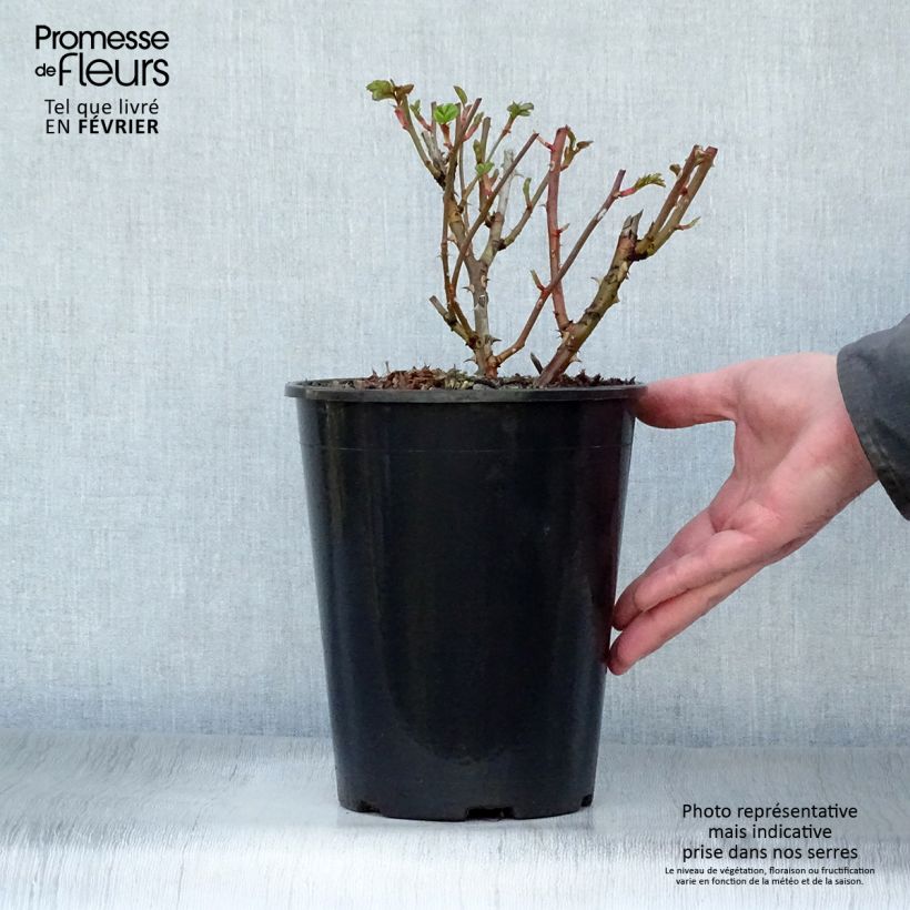 Example of Rosa Marondo - shrub rose 2L/3L pot as you get in hiver