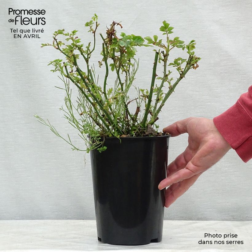 Rosa Marondo - shrub rose 2L/3L pot sample as delivered in spring