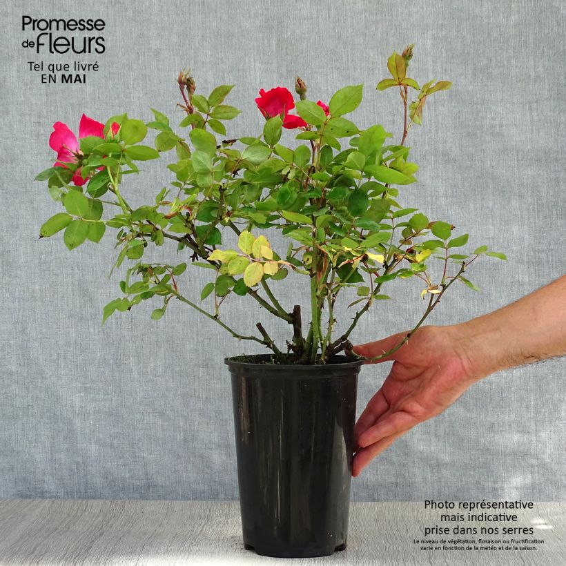 Rosier couvre-sol Pink Knock Out (Rodin) Pot de 3L/4L sample as delivered in spring