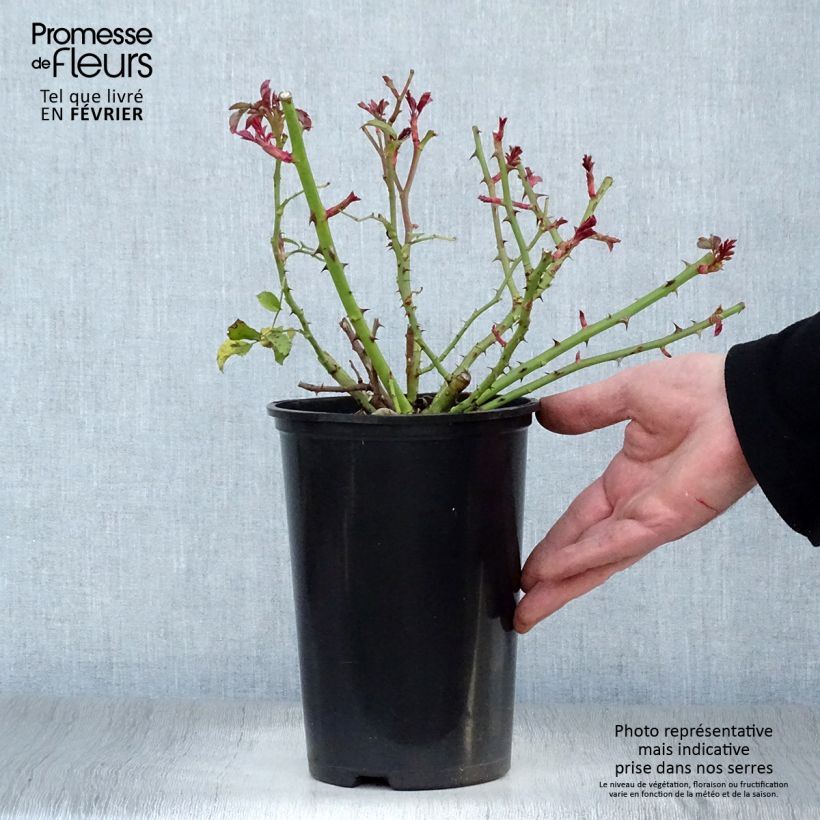 Rosa Rigo Rotilia 2L/3L pot sample as delivered in winter