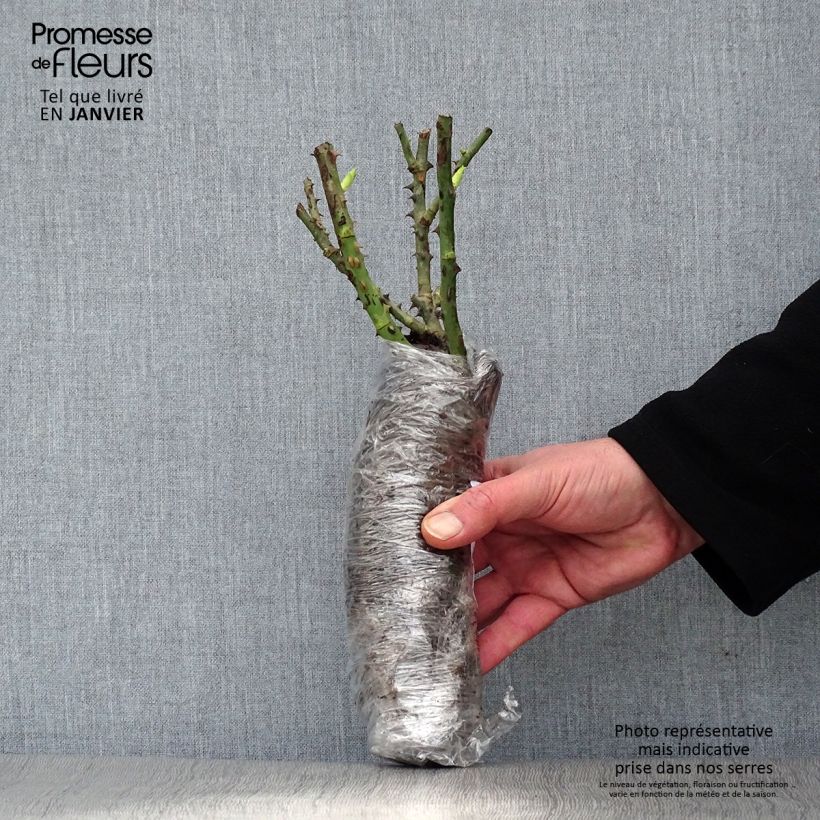 Rosa Snow Star - shrub rose Wrapped bare root sample as delivered in winter