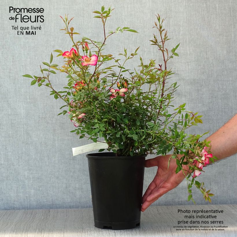 Rosa Star Profusion - patio or groundcover rose 3L/4L pot sample as delivered in spring