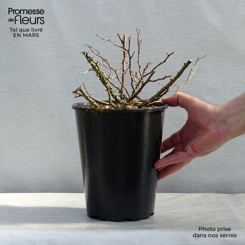 Rosa Tapis Rouge - Groundcover Shrub Rose 2L/3L pot sample as delivered in winter