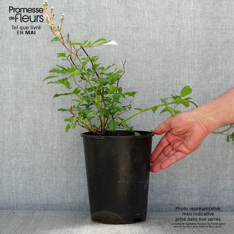 Rosa Tapis Volant  - groundcover shrub rose 4L/5L pot sample as delivered in spring