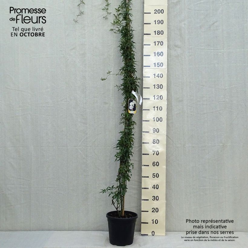 Rosa banksiae var. banksiae 'Alba Plena' - Hybrid Banksia - Rambling Rose 6L/7L pot sample as delivered in autumn