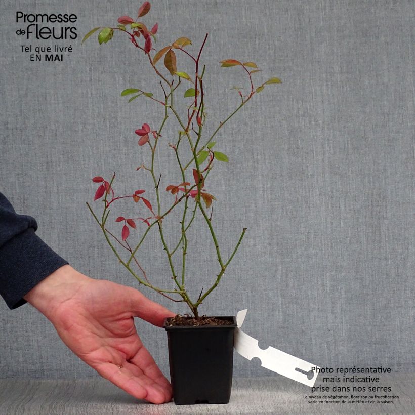 Rosa banksiae 'Lutea' - Rambling Rose 8/9 cm pot sample as delivered in spring