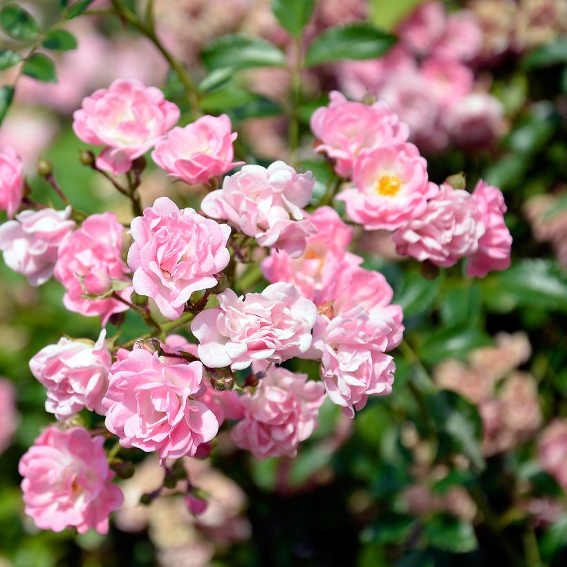 Rosa banksiae Rosea - Rambling Rose (Flowering)