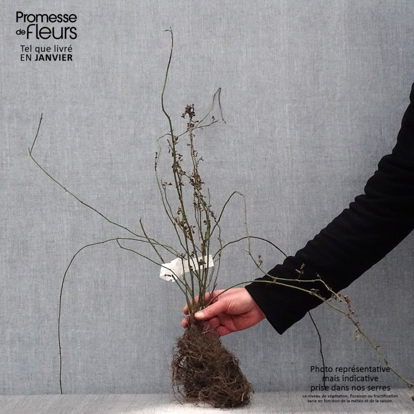 Rosa arvensis - Field Rose Wrapped bare root sample as delivered in winter