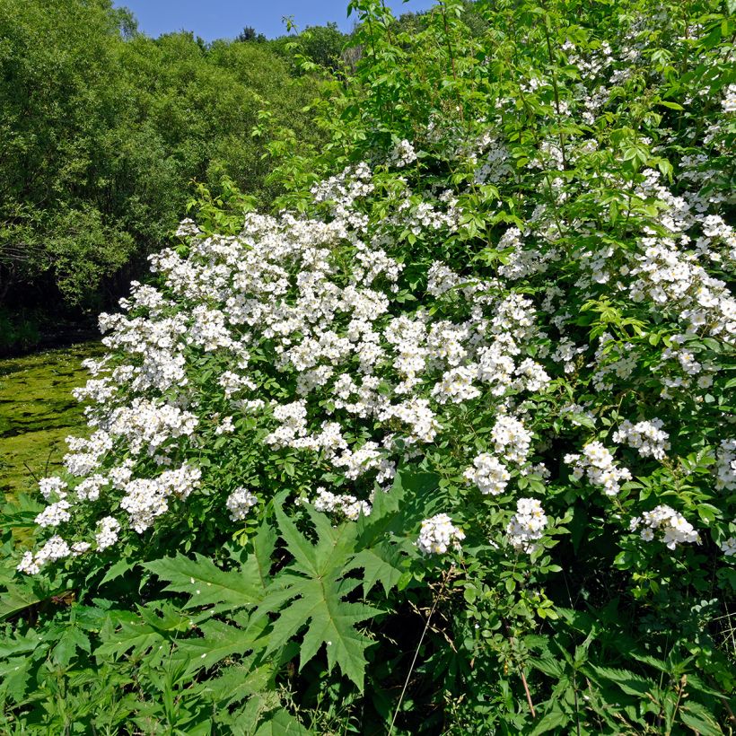 Rosa arvensis - Field Rose (Plant habit)