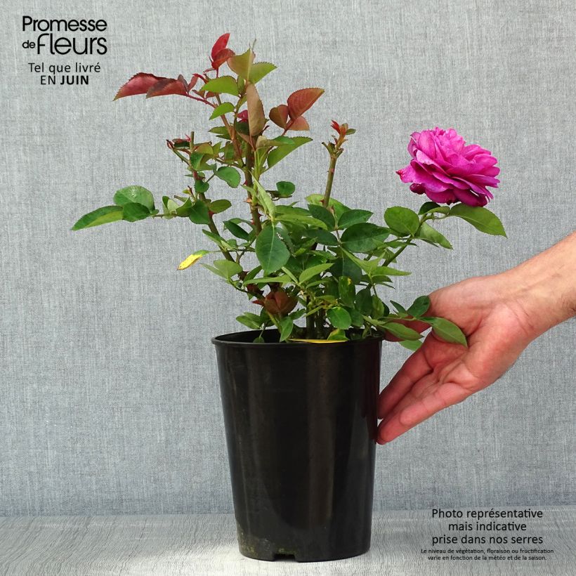 Rosa Heidi Klum (Standard Rose) 4L/5L pot sample as delivered in spring