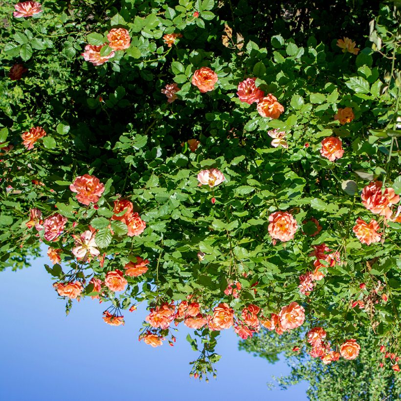 Rosa 'Aloha' - Climbing Rose from 'Max' Series (Plant habit)