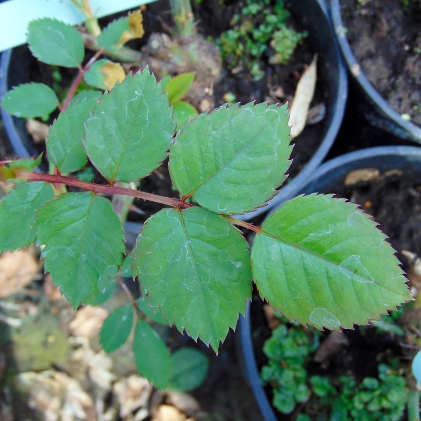 Rosa 'Aloha' - Climbing Rose from 'Max' Series (Foliage)