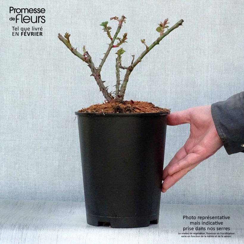 Rosa Aloha 4L/5L pot sample as delivered in winter