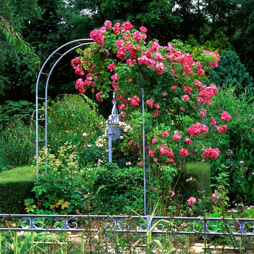 Rosa American Pillar (Plant habit)