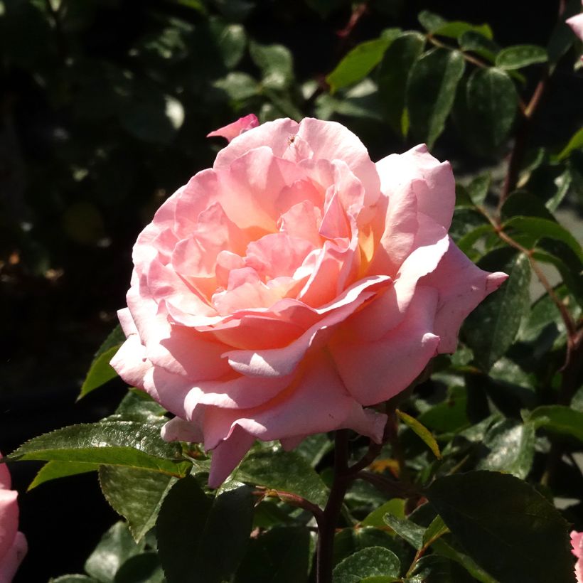 Rosa Compassion (Flowering)