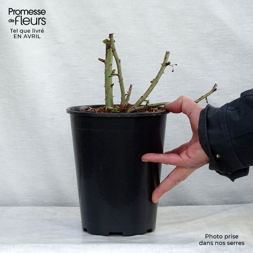 Rosa 'Blaze Superior' 4L/5L pot sample as delivered in spring