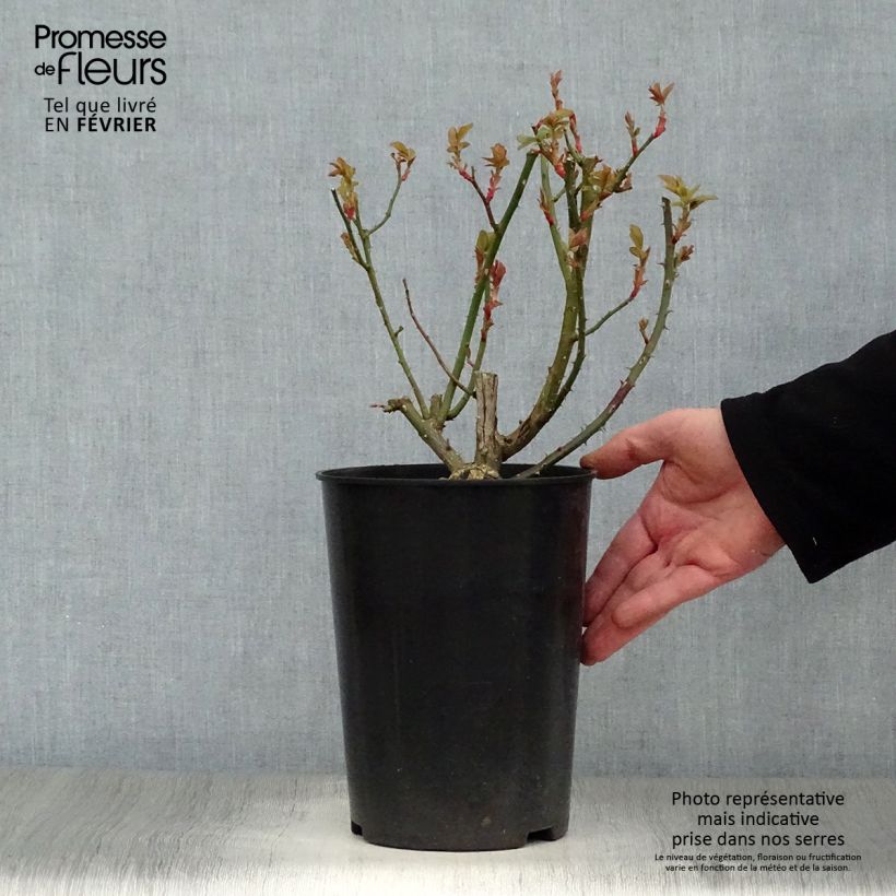 Rosa 'Blaze Superior' 4L/5L pot sample as delivered in winter