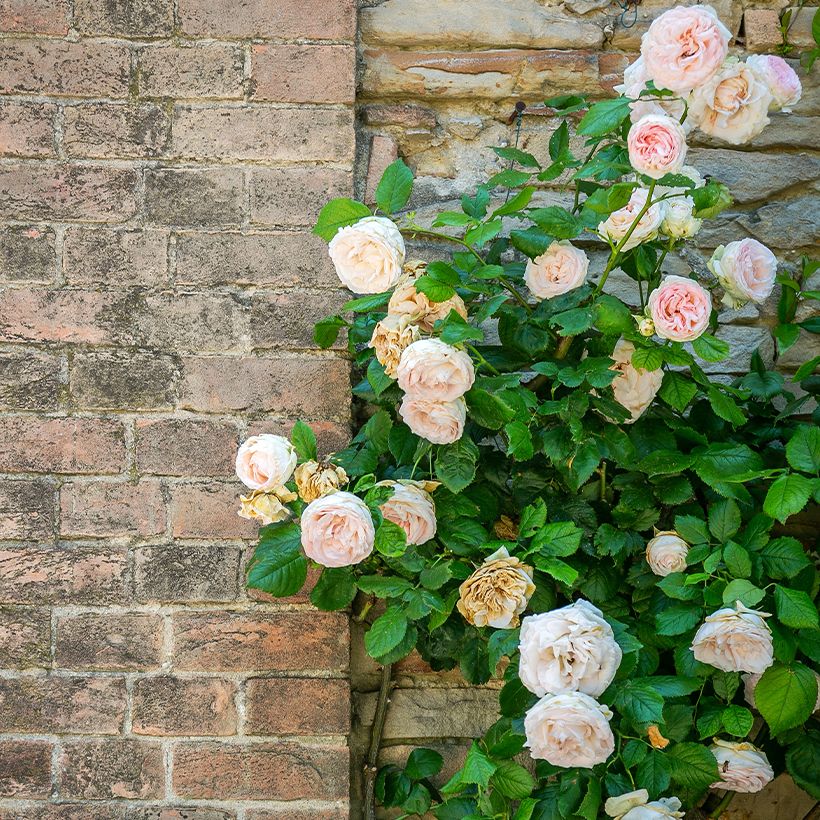Rosa  Blush Noisette - Climbing Rose (Plant habit)