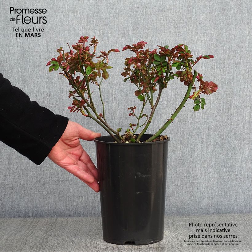 Rosa x floribunda Clair Matin  - Climbing Rose 4L/5L pot sample as delivered in winter