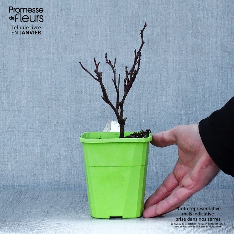 Rosa 'Kiss Me Kate' -Climbing Rose 4L/5L pot sample as delivered in winter