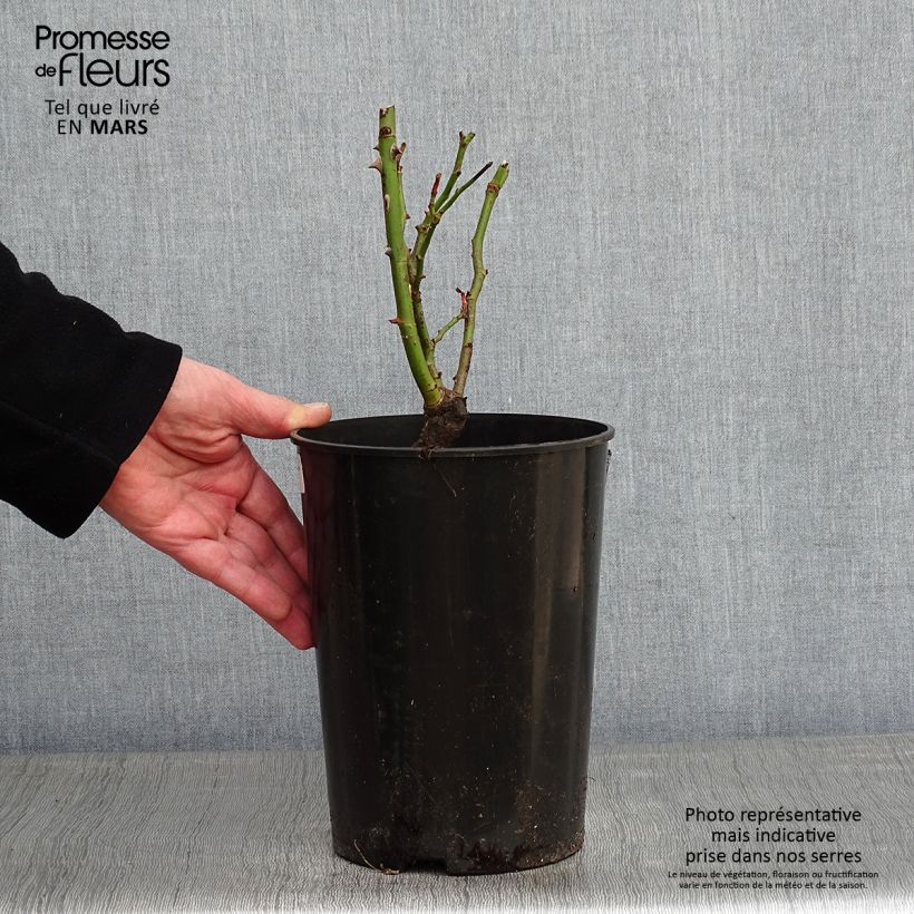 Rosa Cyclamen 'Pierre de Ronsard' - Climbing Rose 4L/5L pot sample as delivered in winter