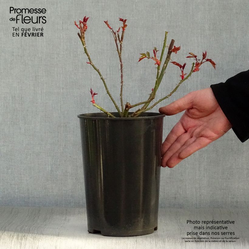 Rosa Dortmund 4L/5L pot sample as delivered in winter