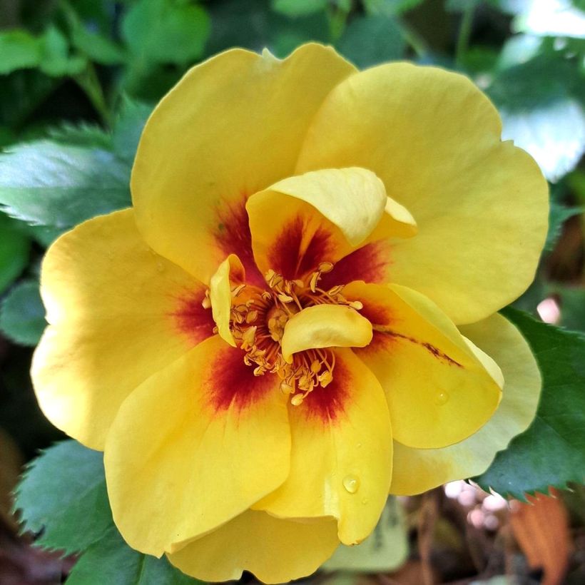 Rosa 'Eyeconic' - Climbing Rose (Flowering)