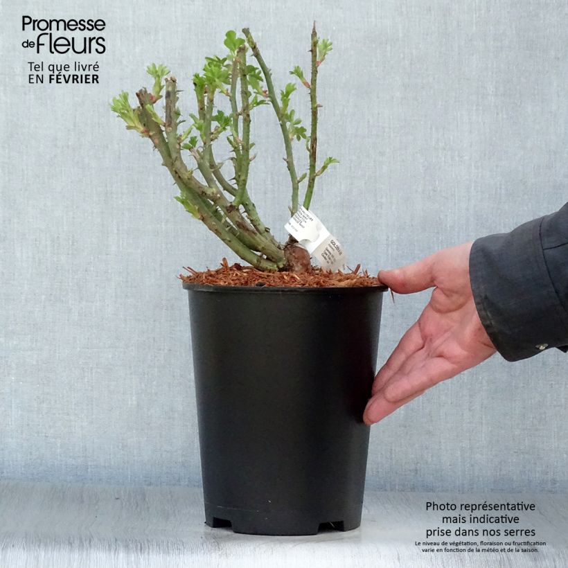 Rosa Golden Age - Climbing Rose 4L/5L pot sample as delivered in winter
