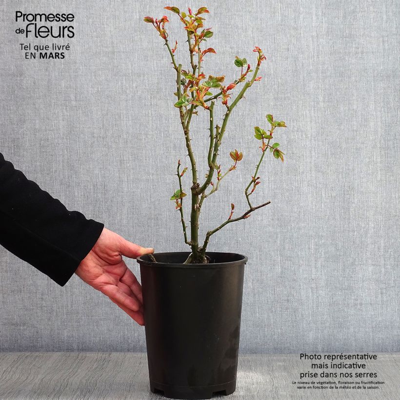 Rosa Goldfassade 4L/5L pot sample as delivered in winter