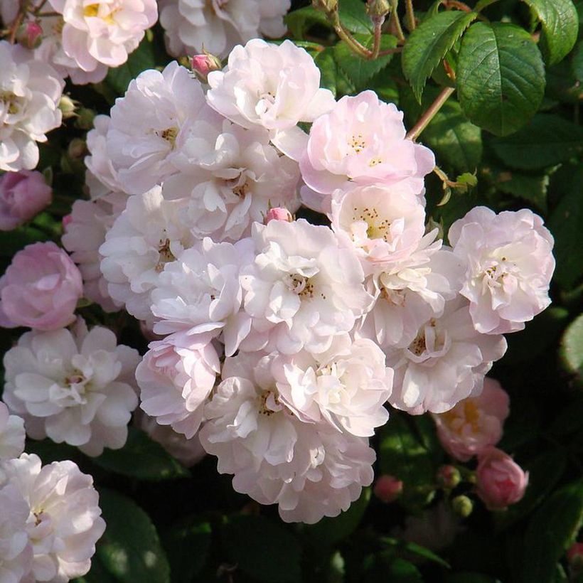Climbing rose 'Garland' (Flowering)