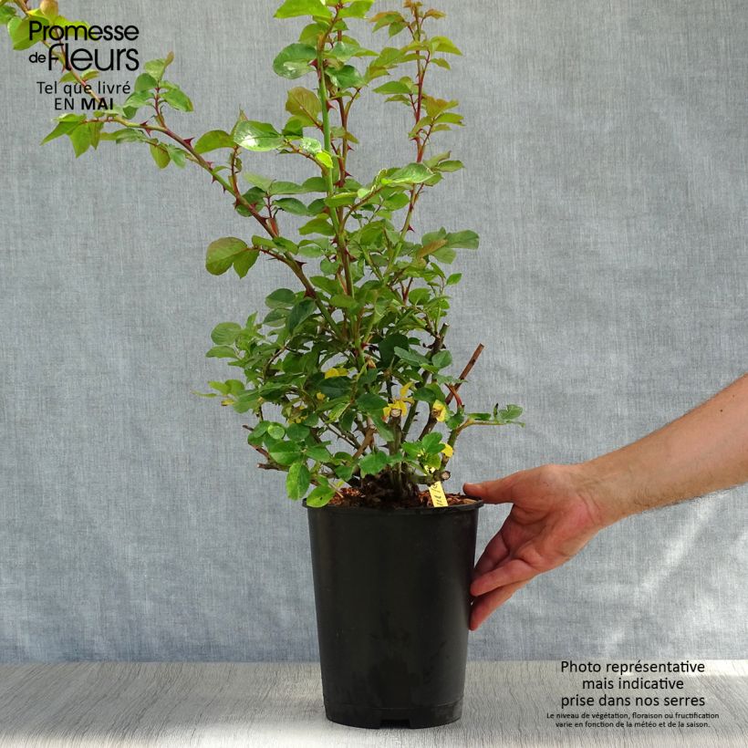 Rosa 'Hanabi' - Climbing Rose 4L/5L pot sample as delivered in spring