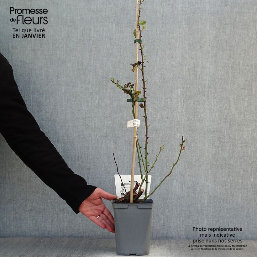 Rosa Julie Andrieu - Climbing Rose 3L/4L pot sample as delivered in winter