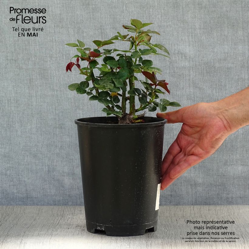 Rosa Le Grand Huit - Climbing Rose 4L/5L pot sample as delivered in spring
