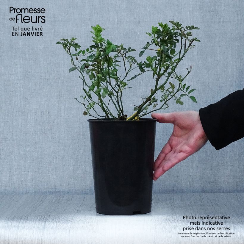 Rosa 'Libertas' 4L/5L pot sample as delivered in winter
