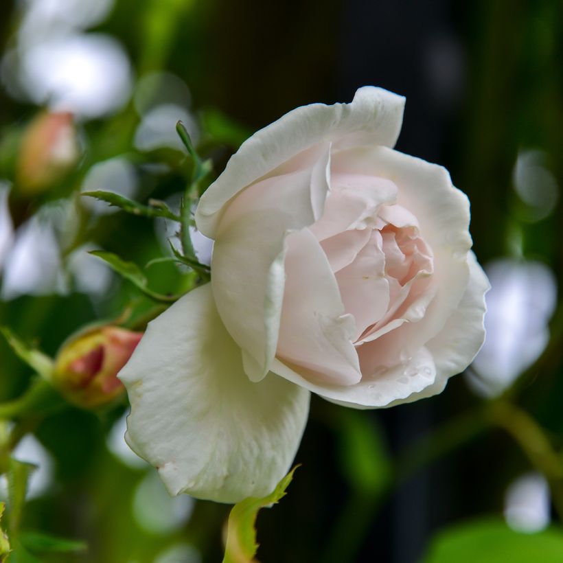 Rosa x Noisette 'Madame Alfred Carrière' (Flowering)