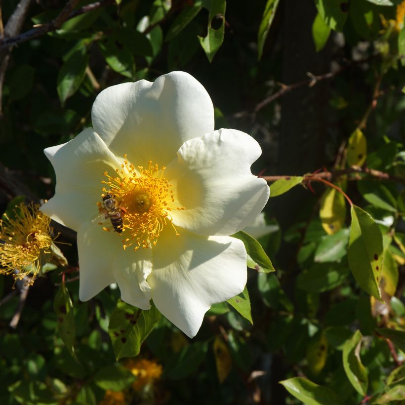 Rosa x bracteata 'Mermaid' - Climbing Rose (Flowering)