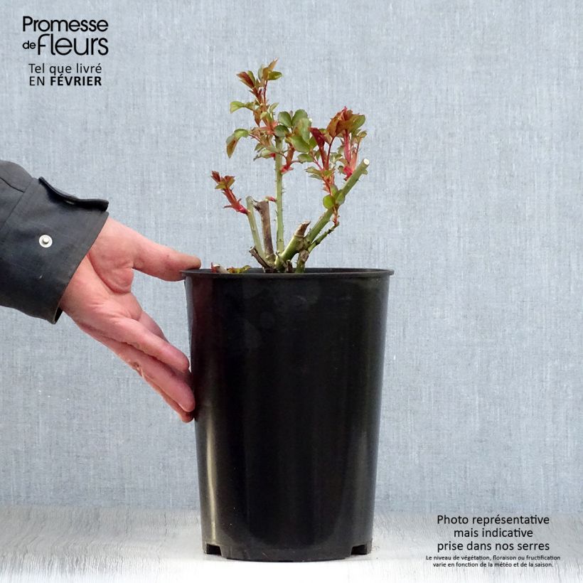 Rosa Mini Eden Rose - Climbing Rose 4L/5L pot sample as delivered in winter