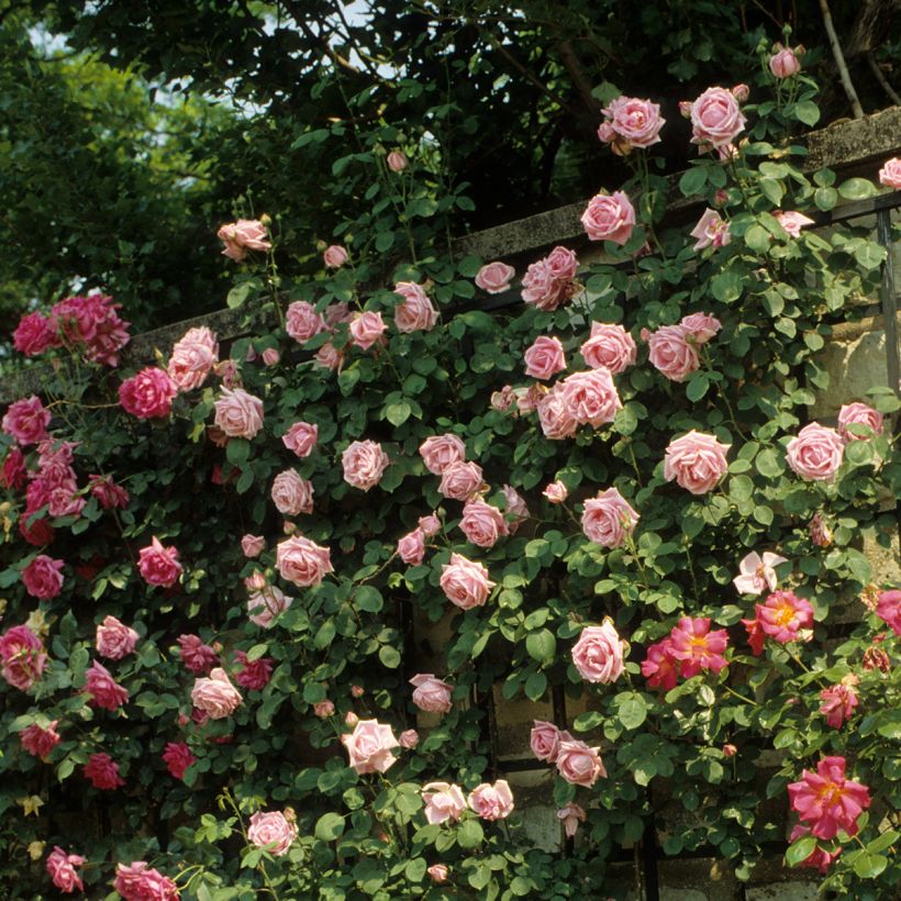 Rosa 'Mme Caroline Testout' (Plant habit)