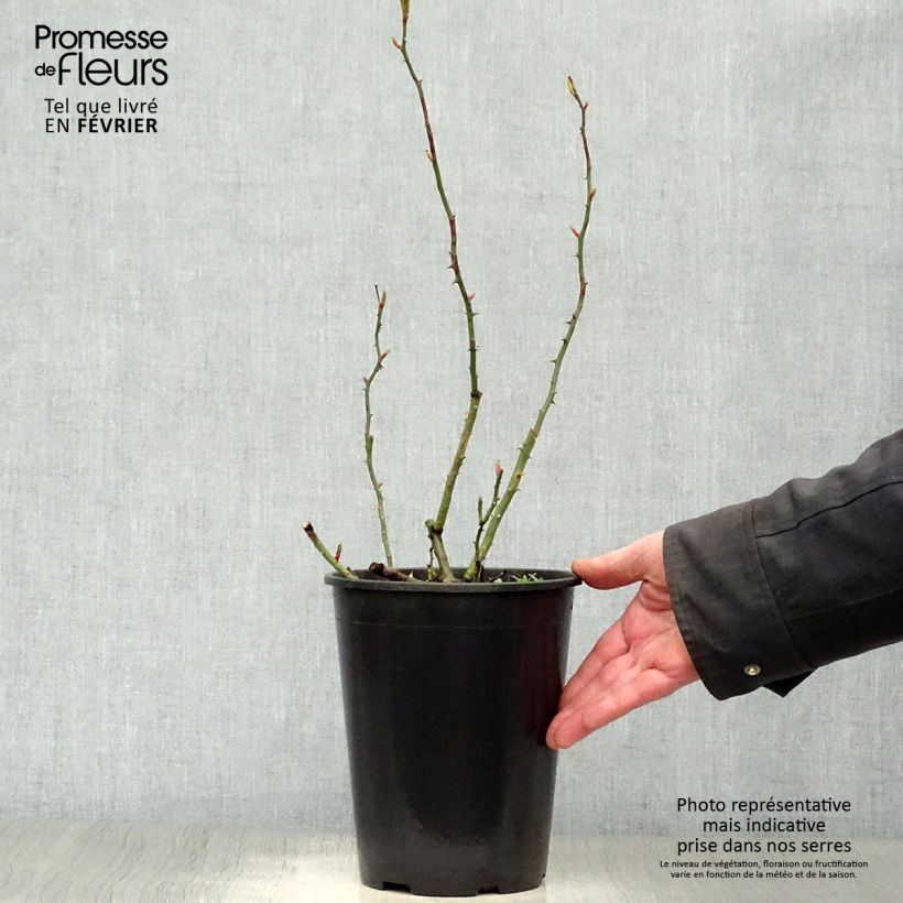 Rosa x wichuraiana 'New Dawn' 4L/5L pot sample as delivered in winter