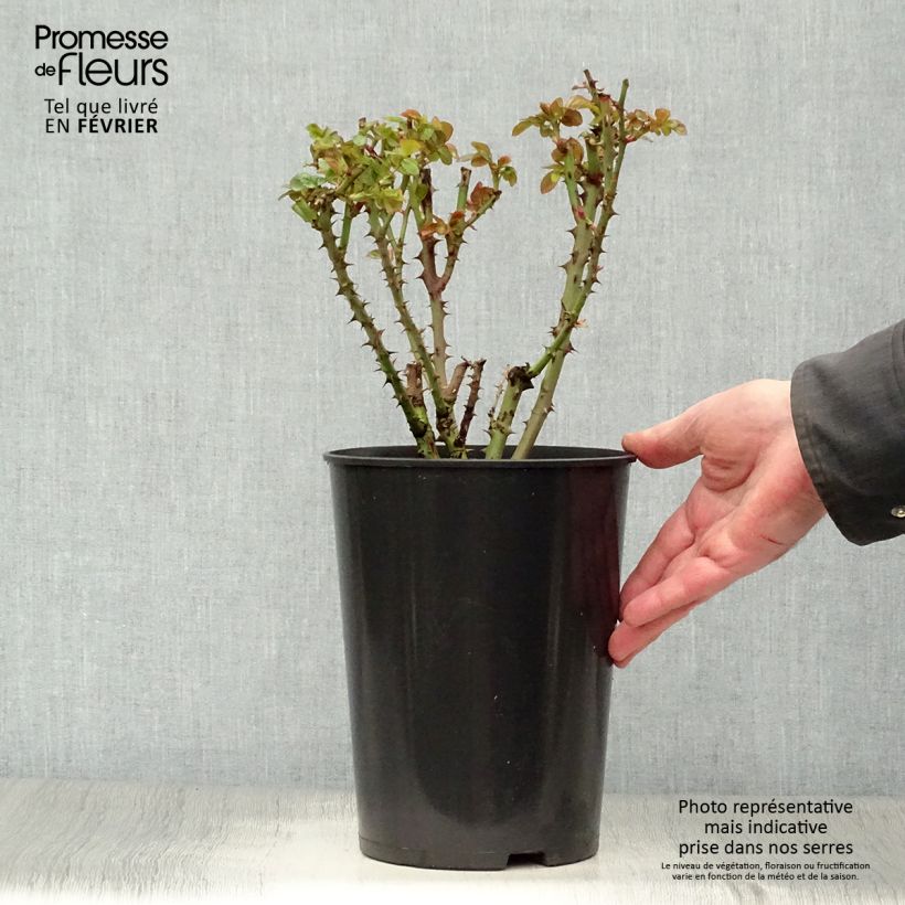 Rosa Ozeana - Climbing Rose 4L/5L pot sample as delivered in winter