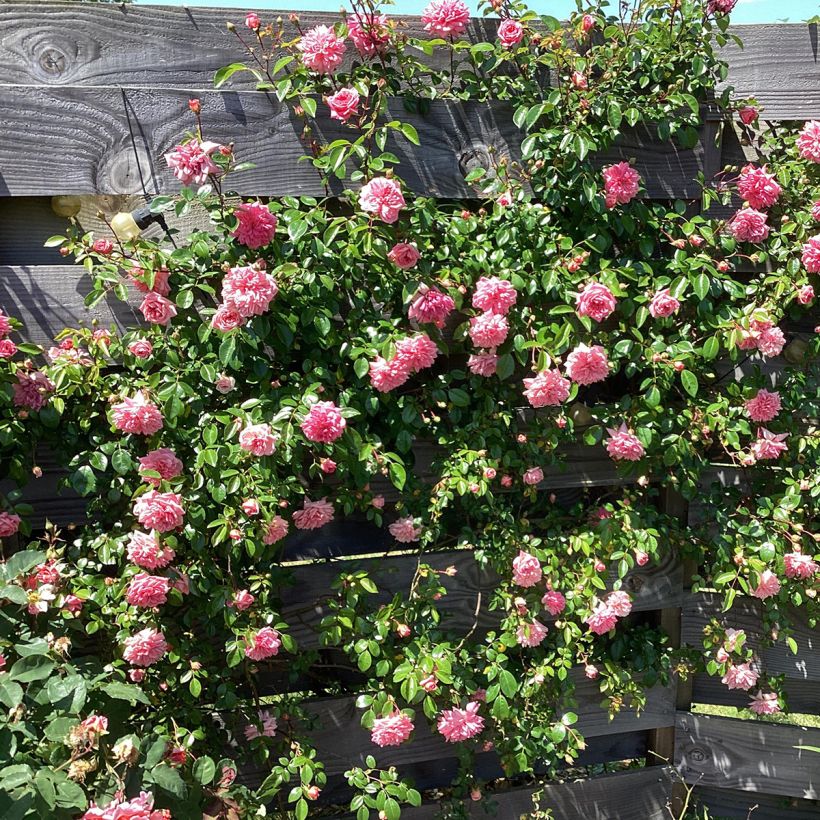 Rosa x wichuraiana 'Paul Transon' - Rambling Rose (Plant habit)